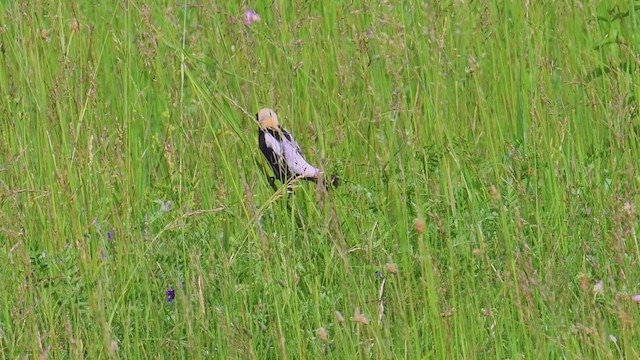 bobolink americký - ML637601153