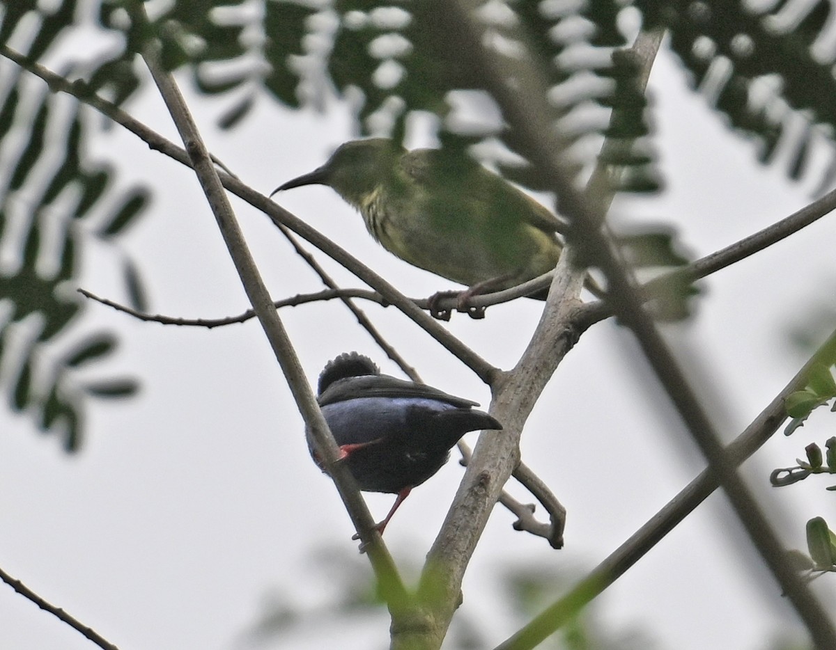 Red-legged Honeycreeper - ML637601188