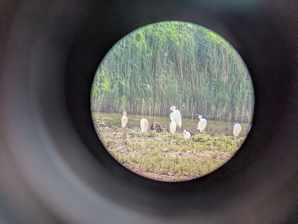 Western Cattle-Egret - ML637601200