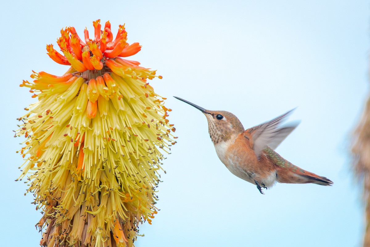 Rufous Hummingbird - ML637601209