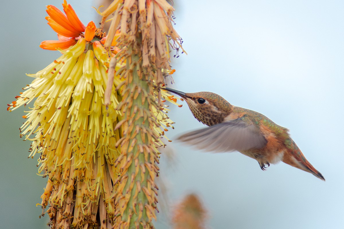 Rufous Hummingbird - ML637601210