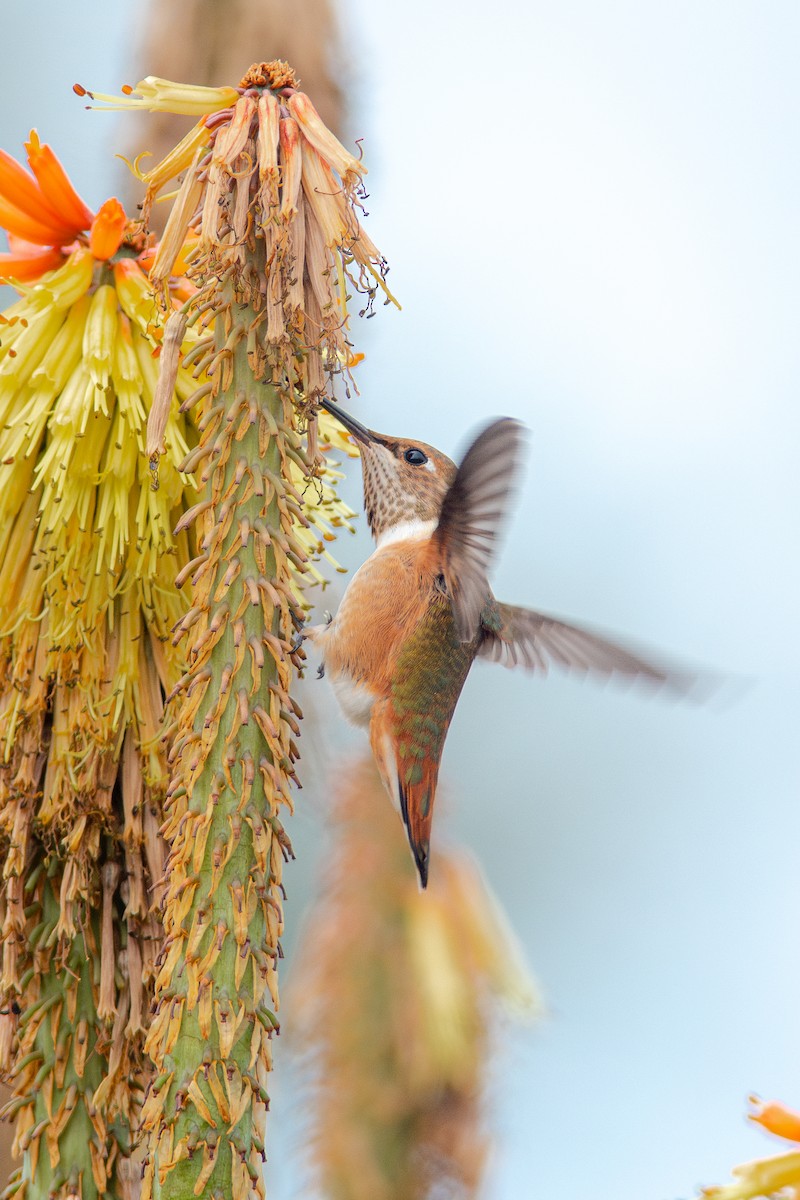 Rufous Hummingbird - ML637601211