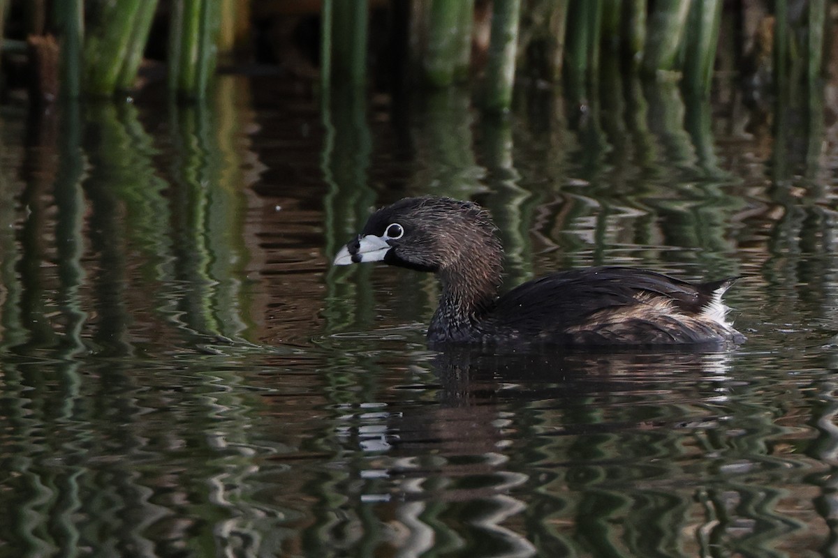 Pied-billed Grebe - ML637601220