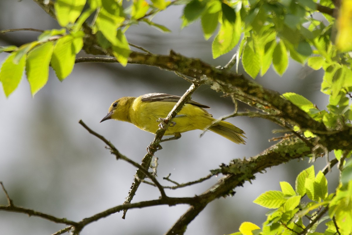 Orchard Oriole - ML637601226