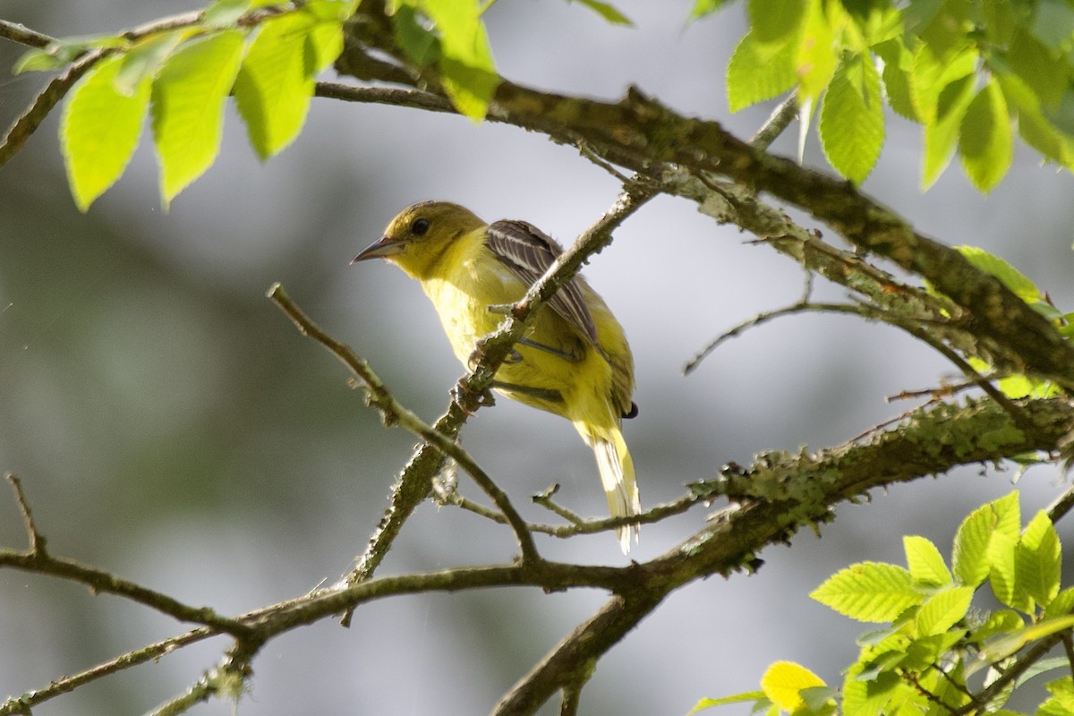 Orchard Oriole - ML637601227
