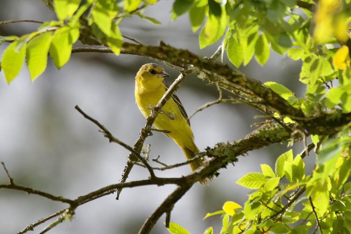 Orchard Oriole - ML637601228