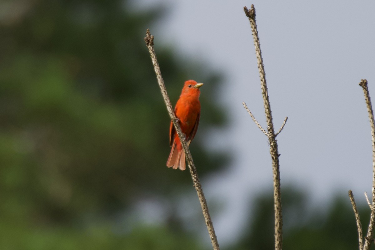 Summer Tanager - ML637601276