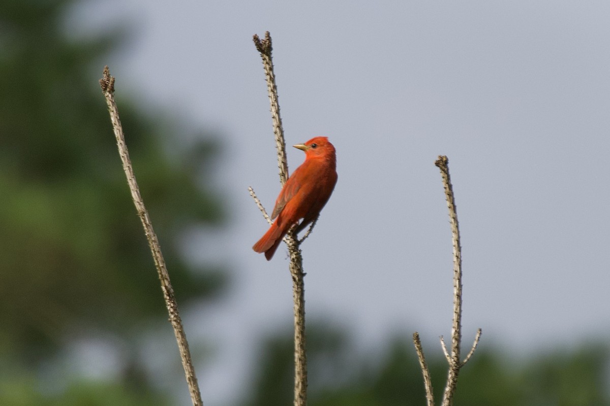 Summer Tanager - ML637601277