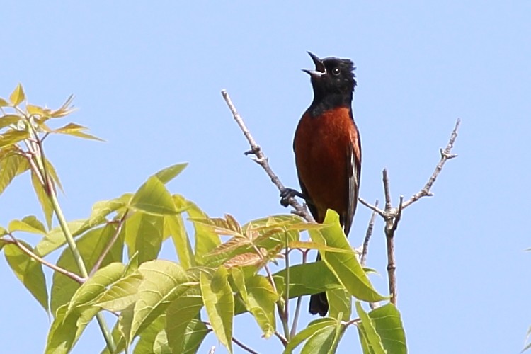Orchard Oriole - ML637601279