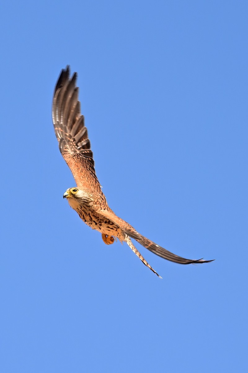 Lesser Kestrel - ML637601280