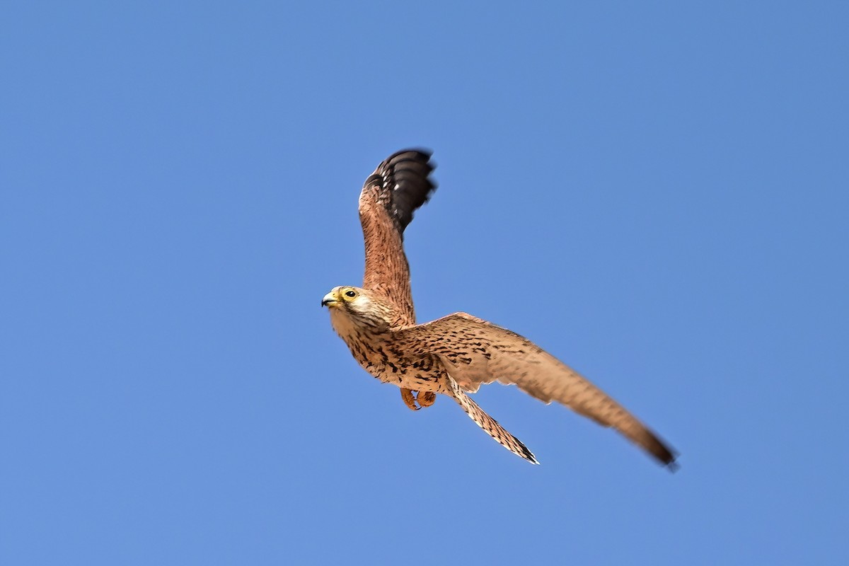 Lesser Kestrel - ML637601281