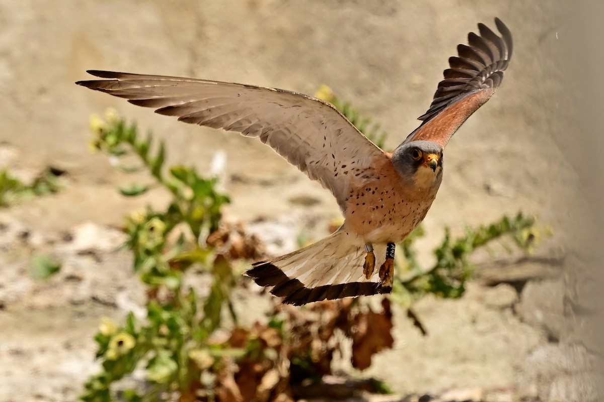 Lesser Kestrel - ML637601282