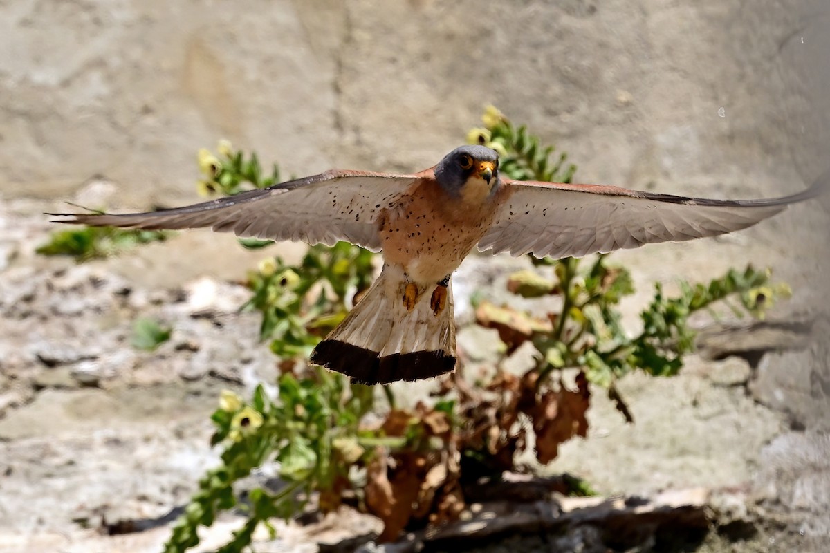 Lesser Kestrel - ML637601283