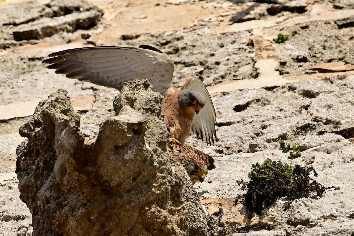 Lesser Kestrel - ML637601285