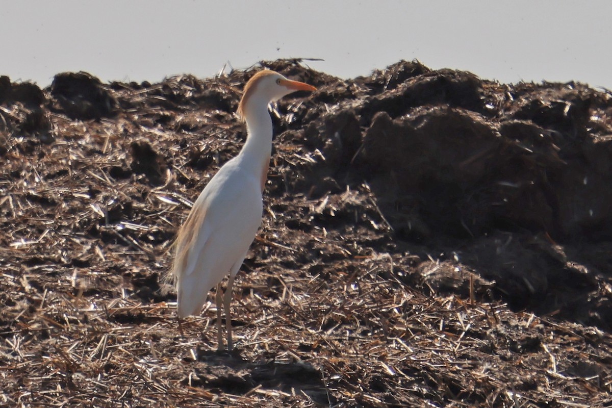 Western Cattle-Egret - ML637601288