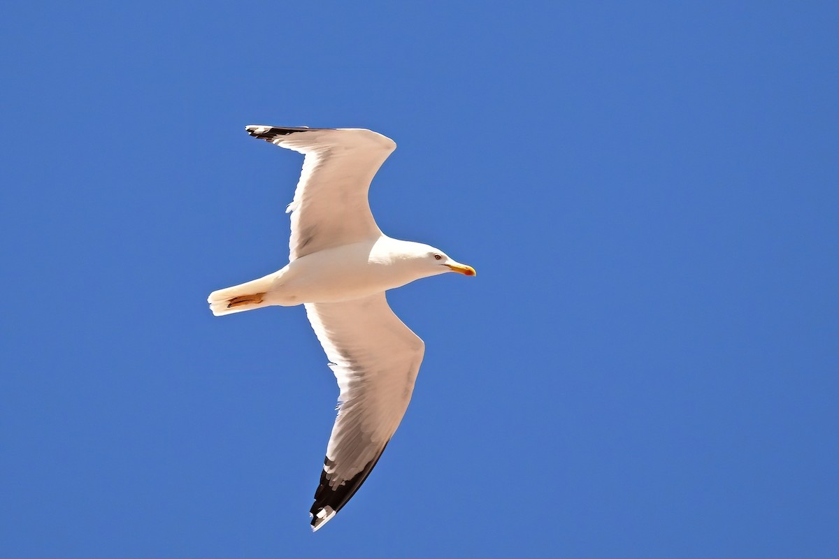 Yellow-legged Gull - ML637601292