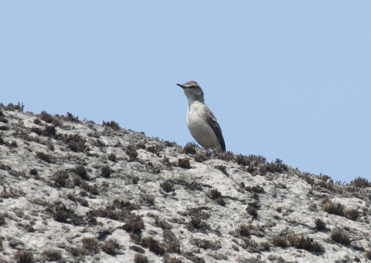 Short-tailed Field Tyrant - ML637601305