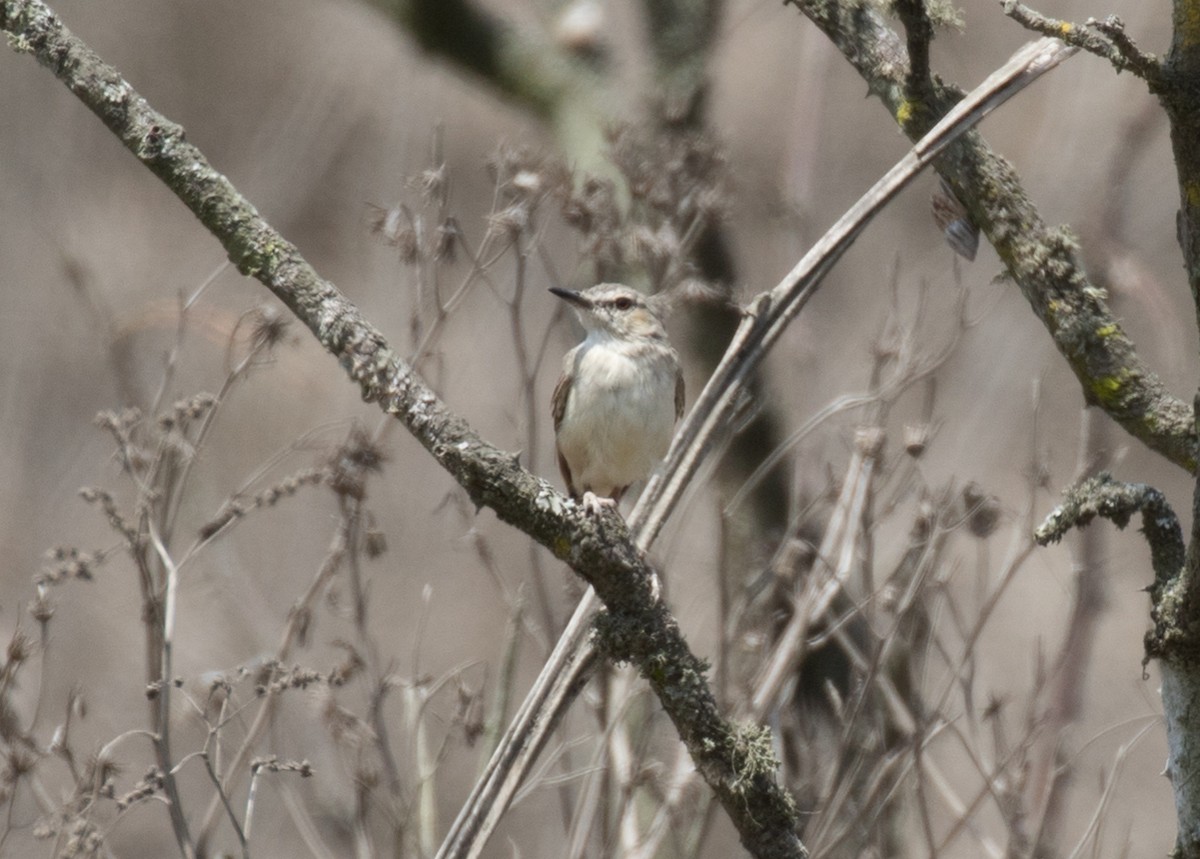 Short-tailed Field Tyrant - ML637601306