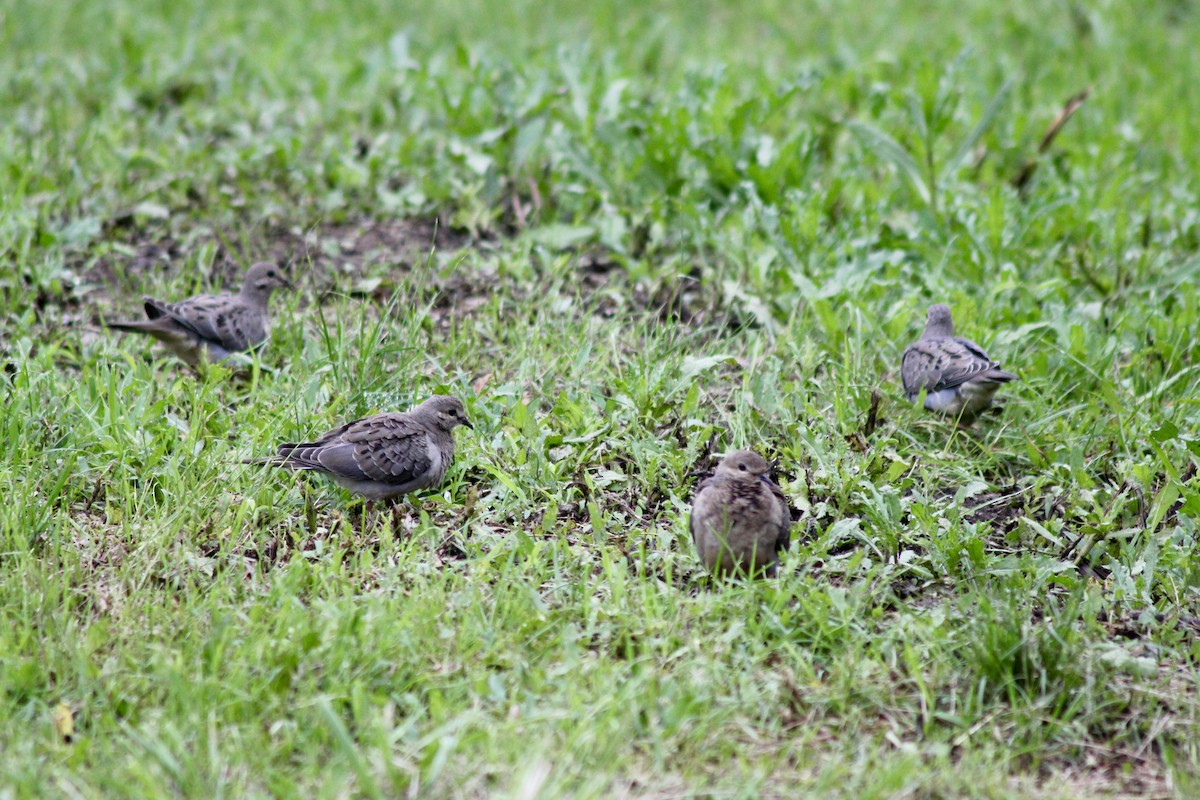 Mourning Dove - ML637601307