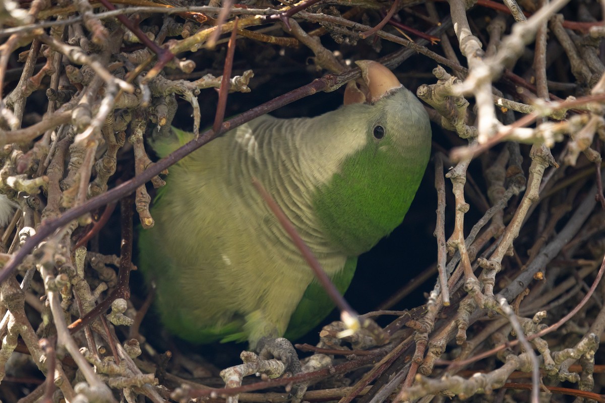 Monk Parakeet - Ariel Cabrera Foix