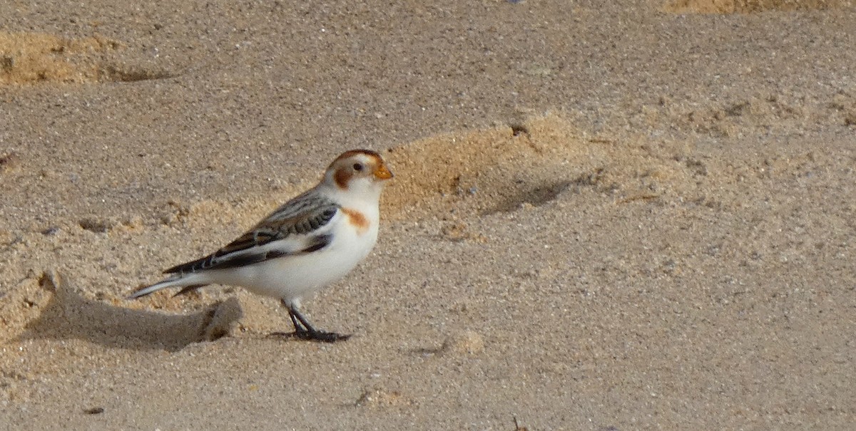 Snow Bunting - ML637601321
