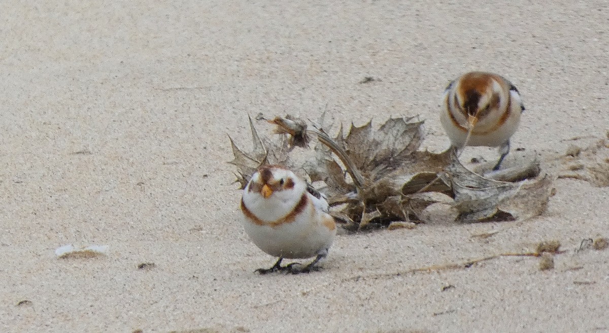 Snow Bunting - ML637601322
