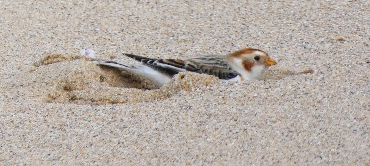 Snow Bunting - ML637601324
