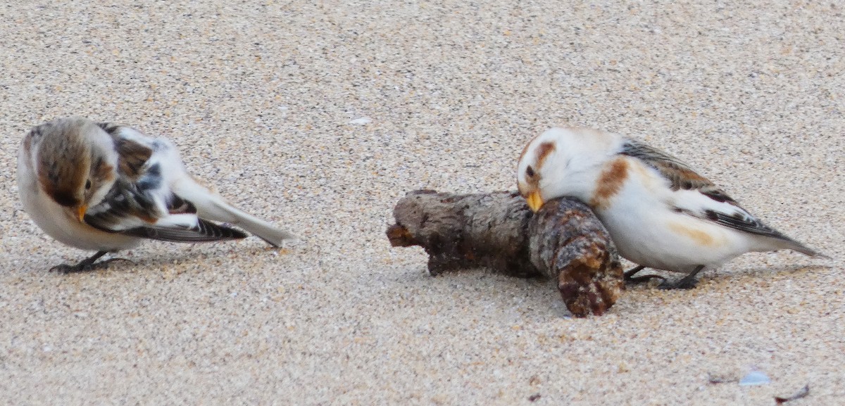 Snow Bunting - ML637601325