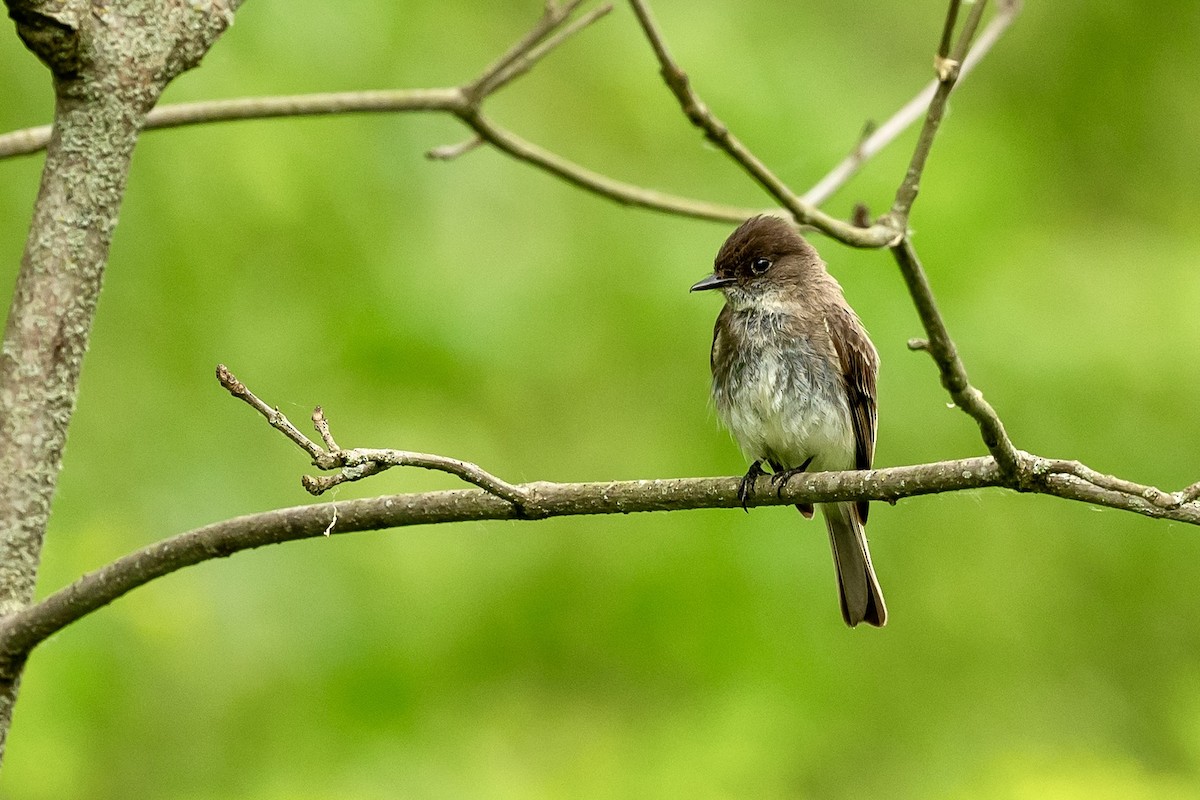 Eastern Phoebe - ML637601396