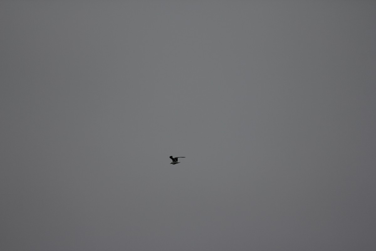 Forster's Tern - ML637601402