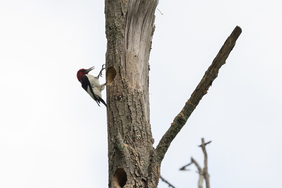 Red-headed Woodpecker - ML637601403