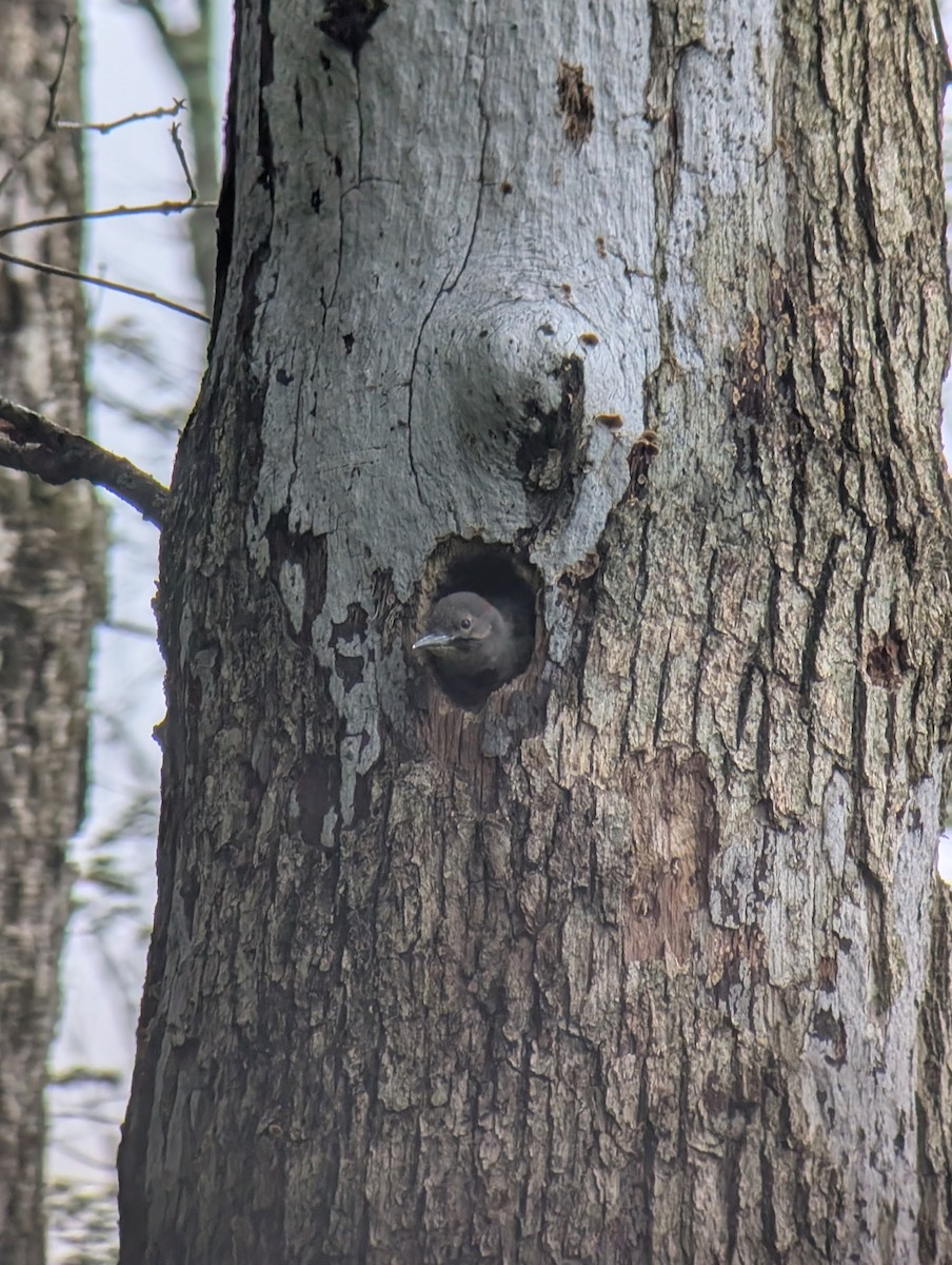 Northern Flicker - Carolyn Rubinfeld 🦆