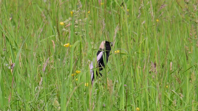 bobolink americký - ML637601417