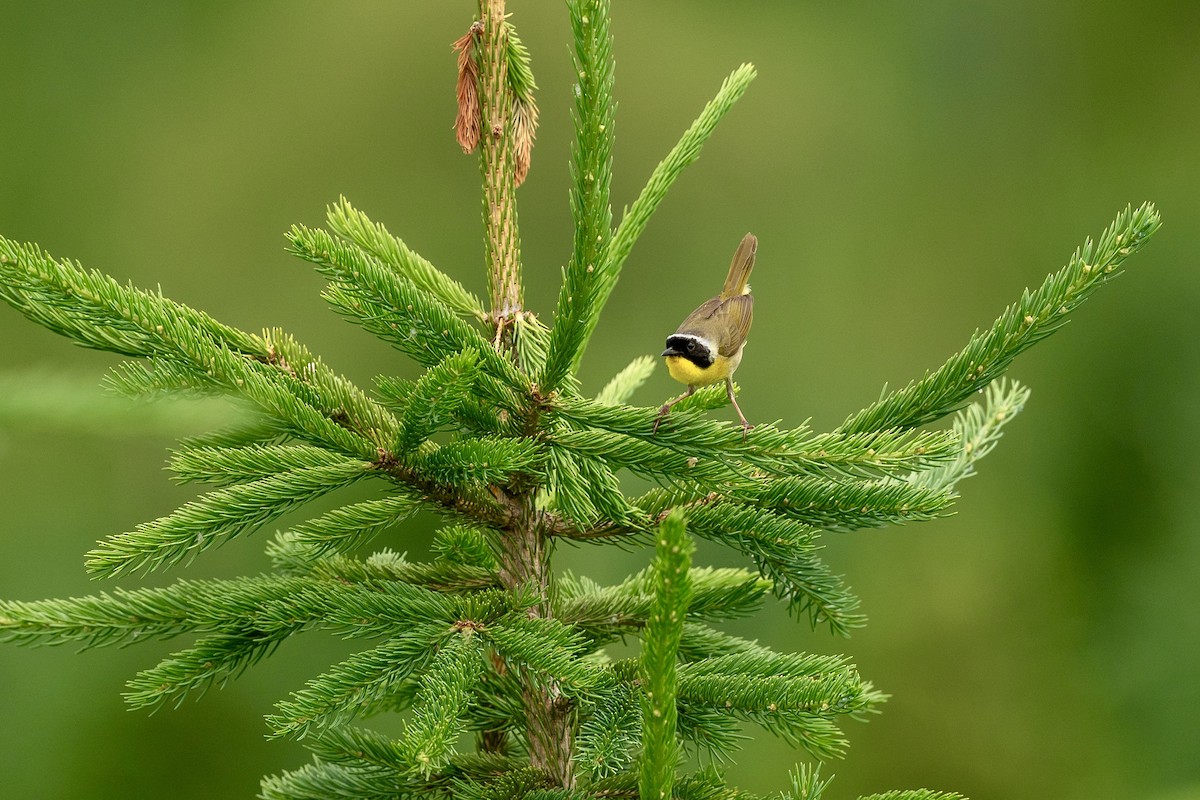 Common Yellowthroat - Bill Massaro