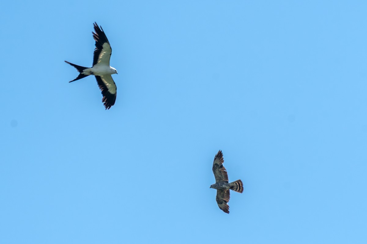 Swallow-tailed Kite - ML637601465