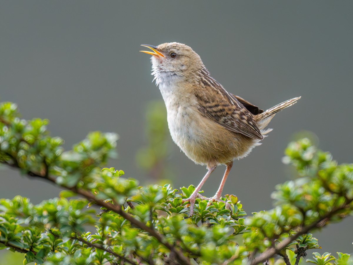 オオヌマミソサザイ - eBird