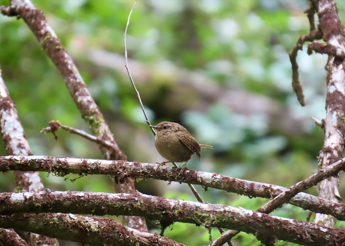 Pacific Wren - ML637601496