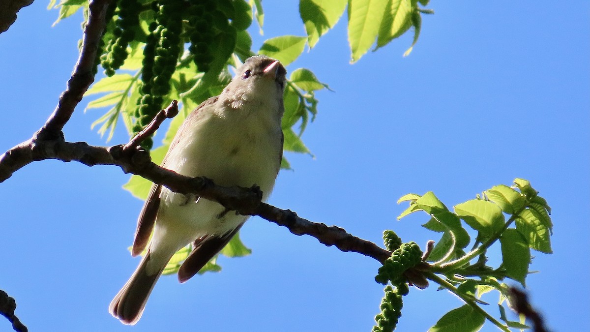 Warbling Vireo (Eastern) - ML637601557