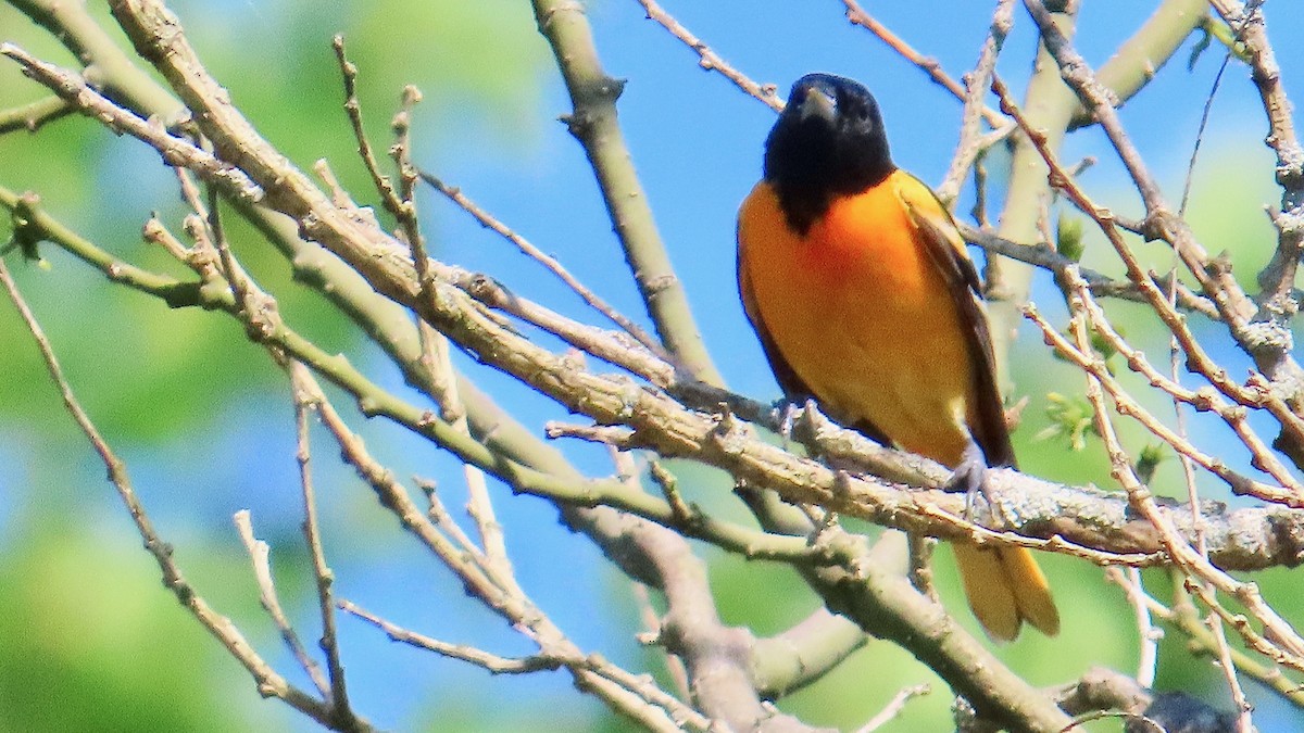 Baltimore Oriole - ML637601580