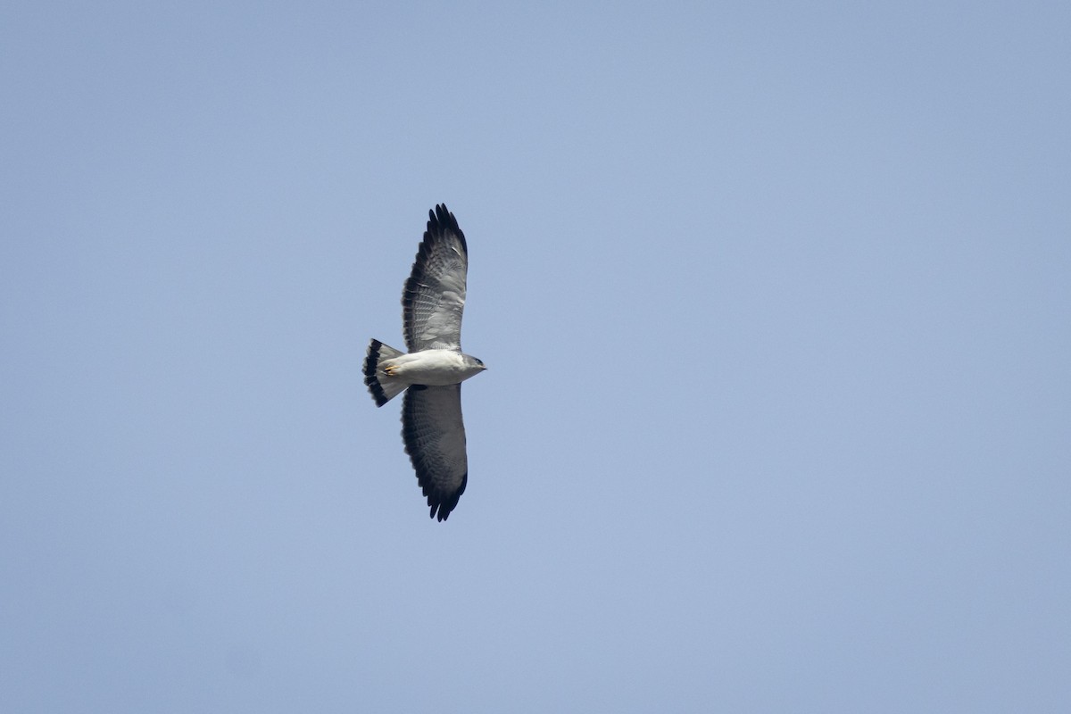 káně proměnlivá (ssp. polyosoma) - ML637601584