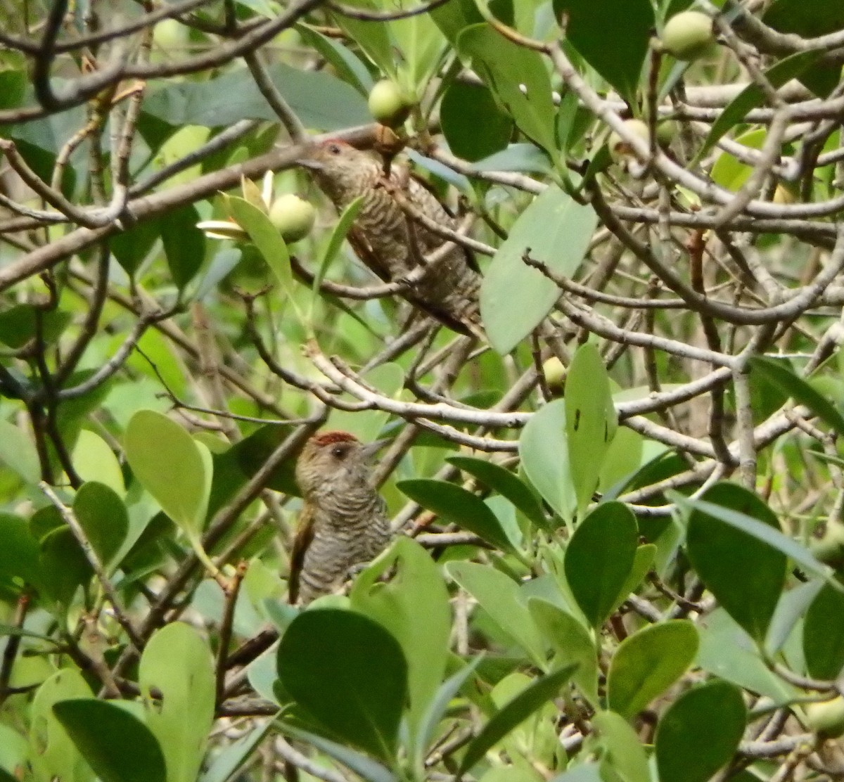 Red-rumped Woodpecker - ML637601597