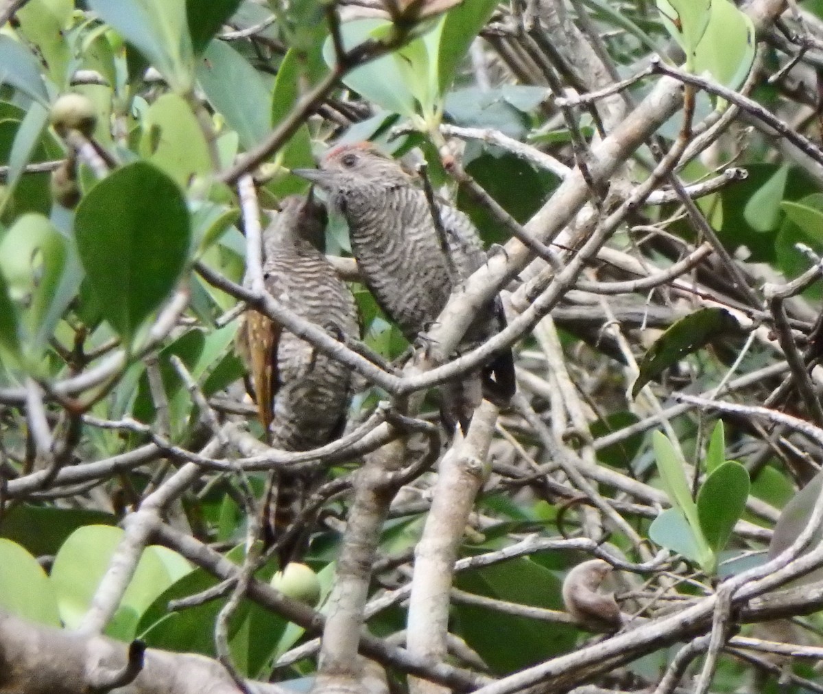 Red-rumped Woodpecker - ML637601602