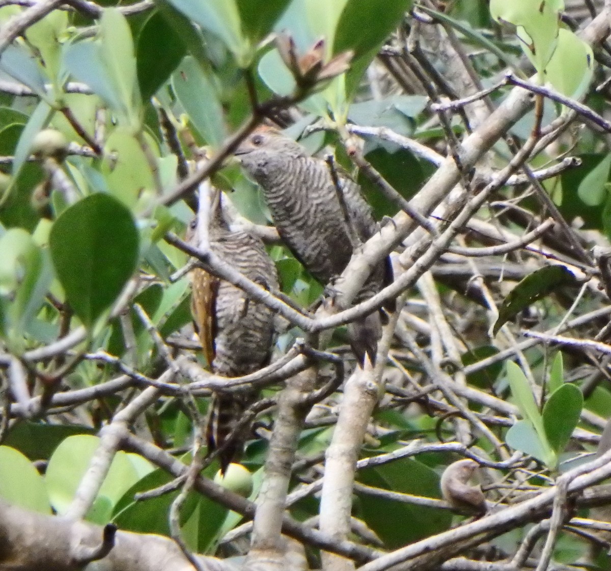 Red-rumped Woodpecker - ML637601608