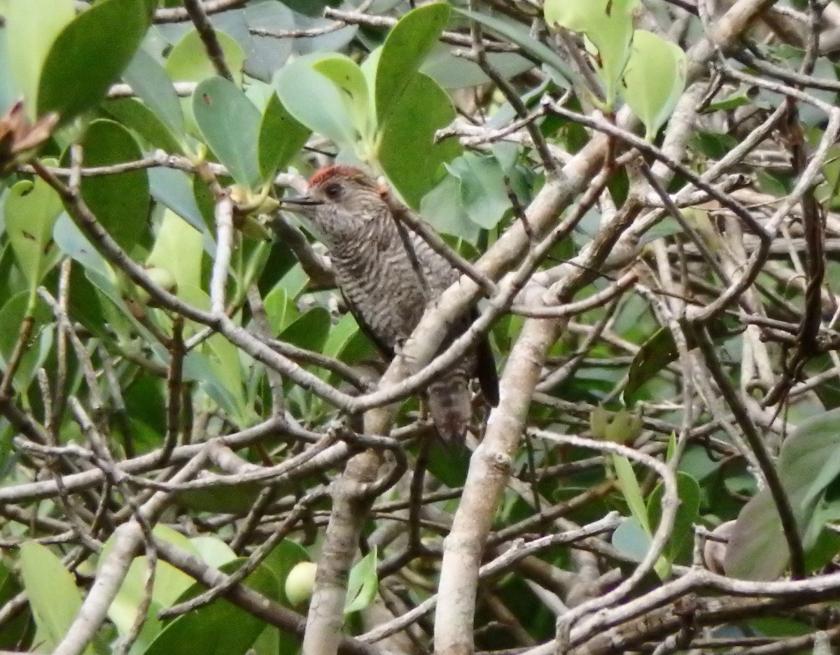 Red-rumped Woodpecker - ML637601617