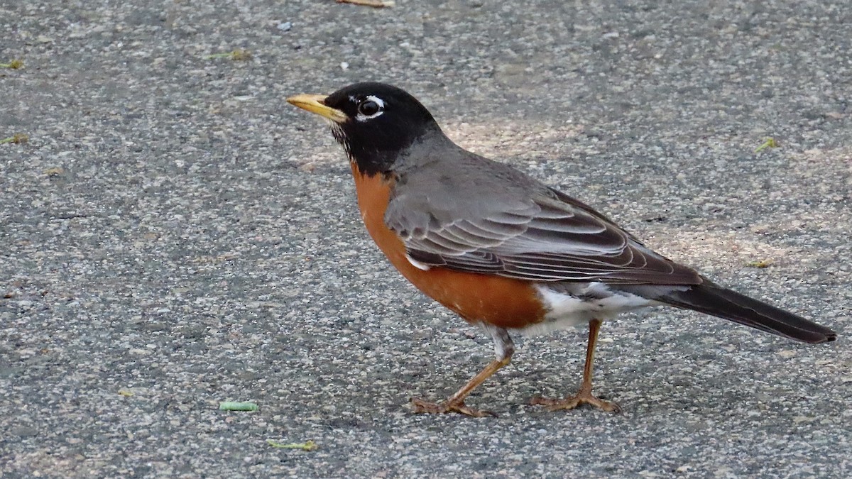 American Robin - ML637601627