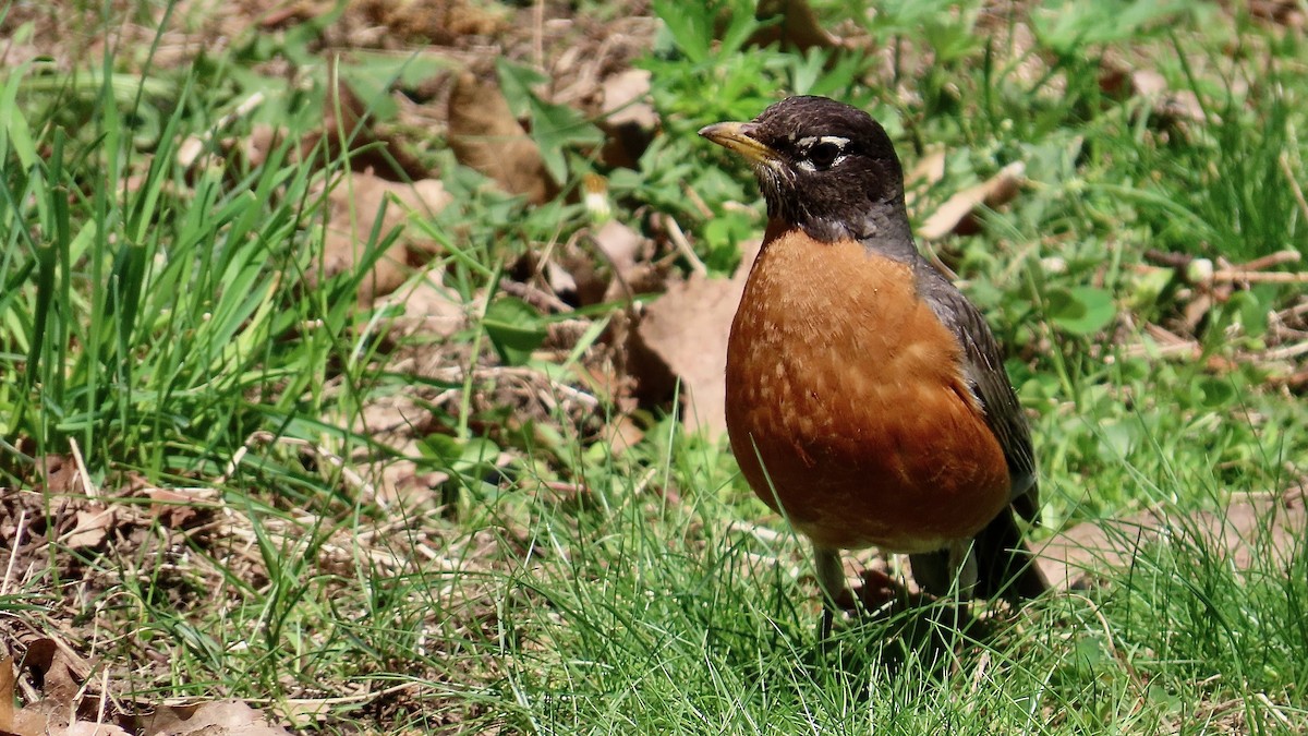 American Robin - ML637601628