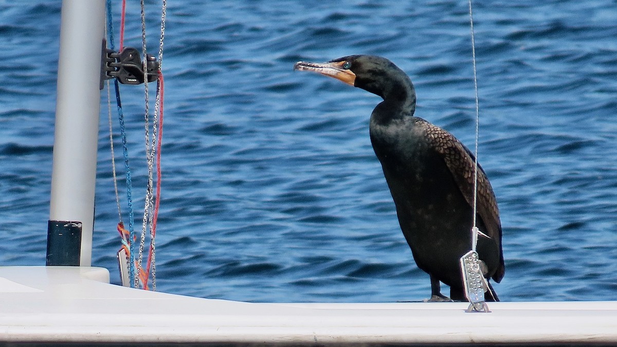 Double-crested Cormorant - ML637601699