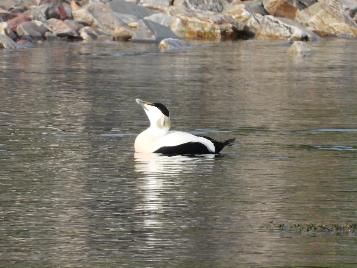 Common Eider - ML637601701