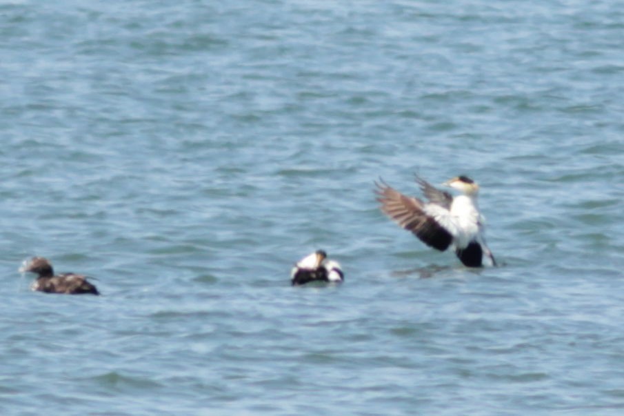 Common Eider - ML637601706