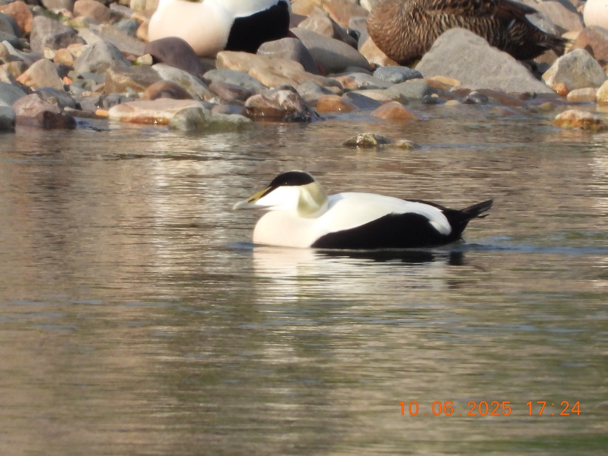Common Eider - ML637601715